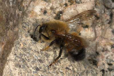 Megachile parietina Männchen vor alter Brutzelle