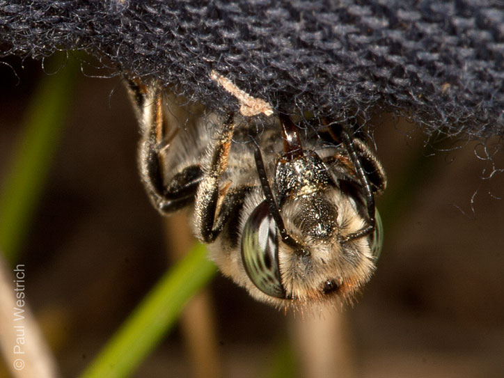 Megachile pilidens Weibchen, schweißleckend