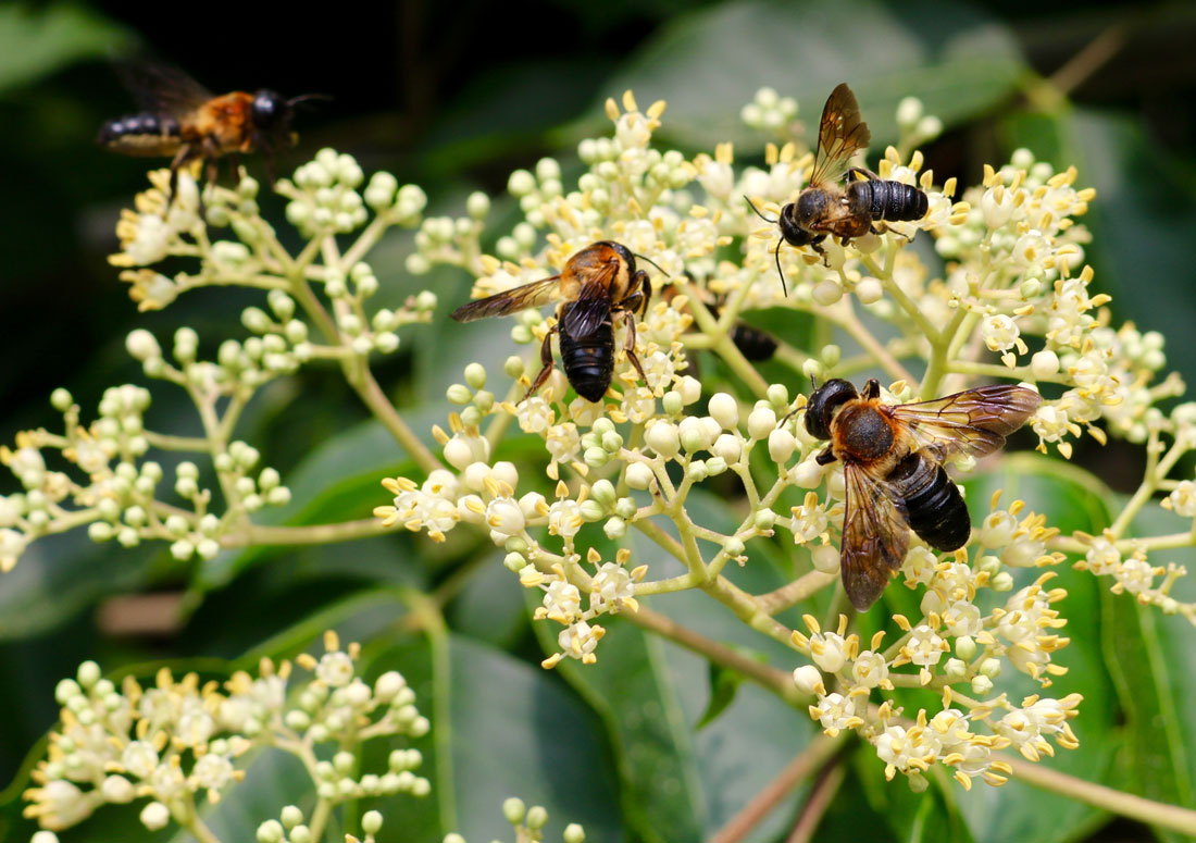 Megachile scupturalis
