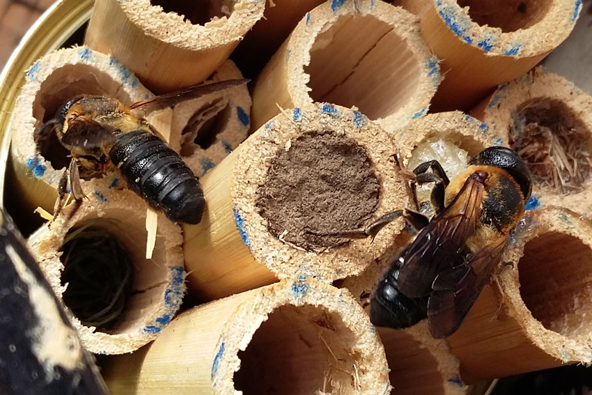 Megachile scupturalis