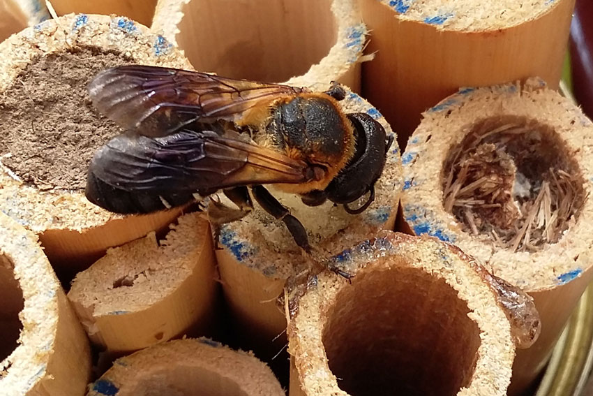 Megachile scupturalis