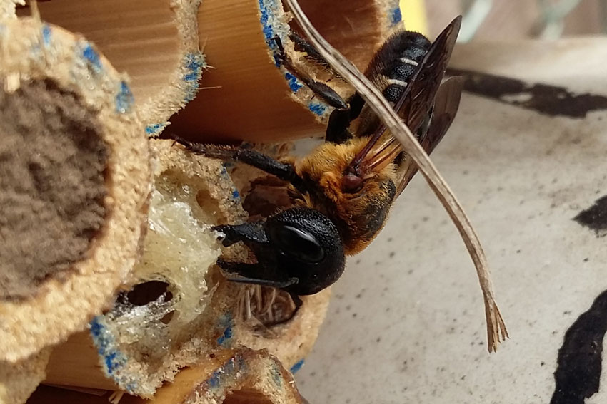 Megachile scupturalis