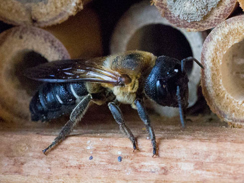 Megachile sculpturalis