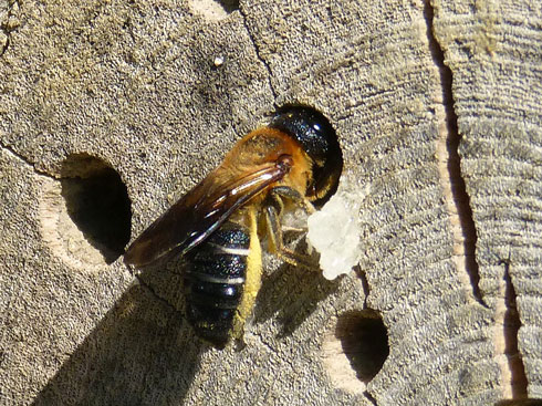Megachile sculpturalis