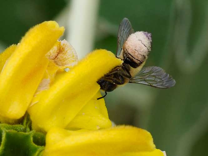 Megachile willughbiella Phlomis