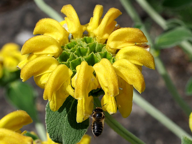 Megachile willughbiella Anflug an Phlomis