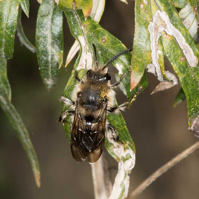 Melecta albifrons