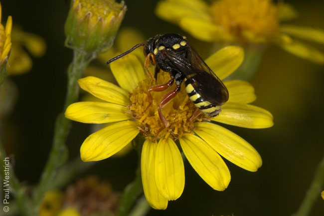 Nomada flavopicta Weibchen auf Senecio jacobaea