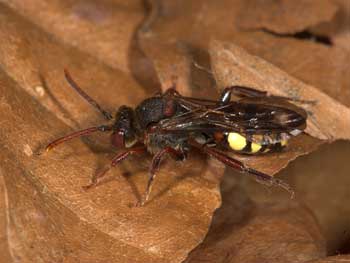 Nomada leucophthalma Weibchen