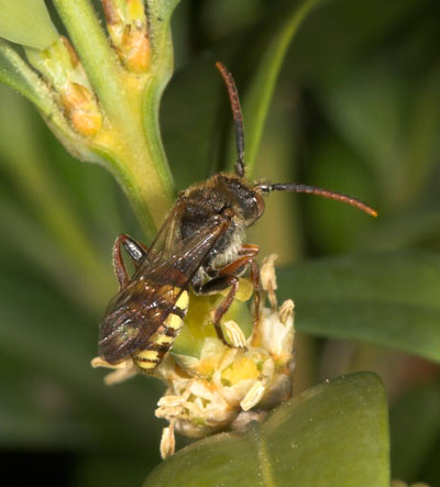 Nomada ruficornis Männchen