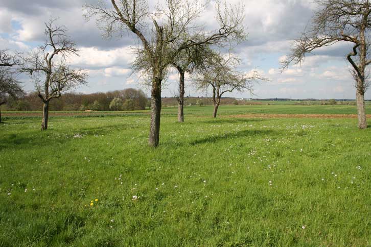 Obstwiese mit Wiesen-Schaumkraut