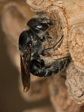 Osmia adunca