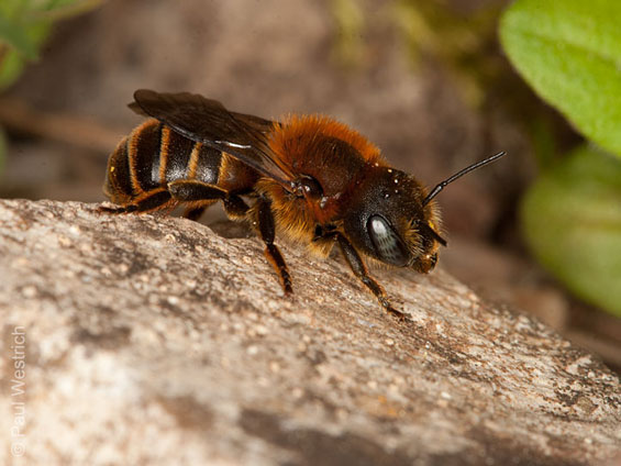 Osmia aurulenta