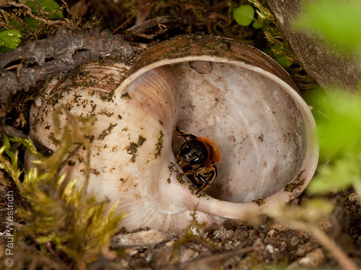 Osmia aurulenta