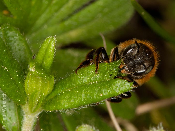 Osmia aurulenta