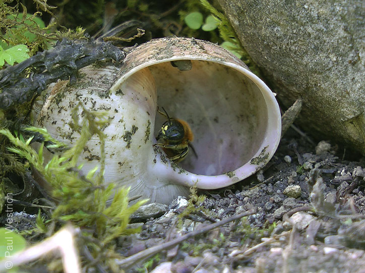 Osmia aurulenta Weibchen