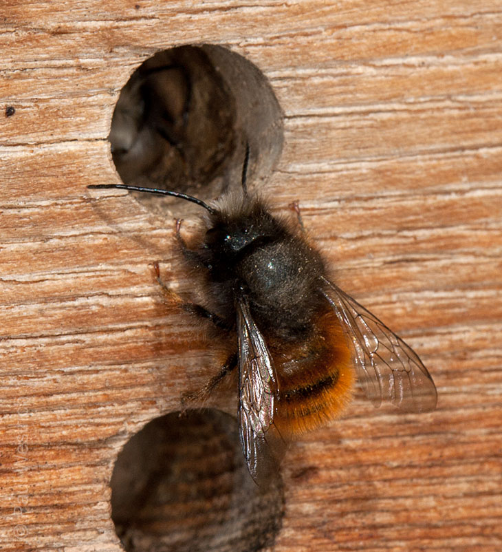 Osmia cornuta