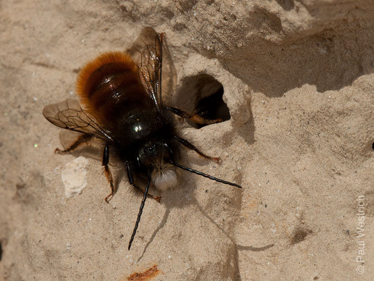 Osmia cornuta