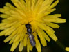 osmia_florisomnis_crepis_18_0148