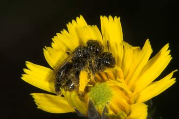 Panurgus dentipes Weibchen und Männchen