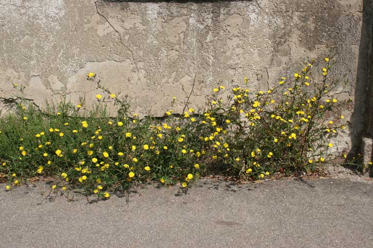 Picris vor einer Hauswand