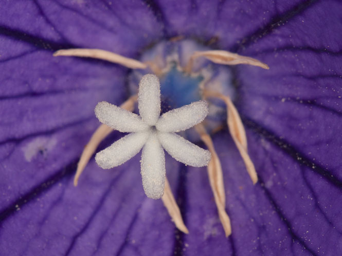 Platycodon grandiflorus flower