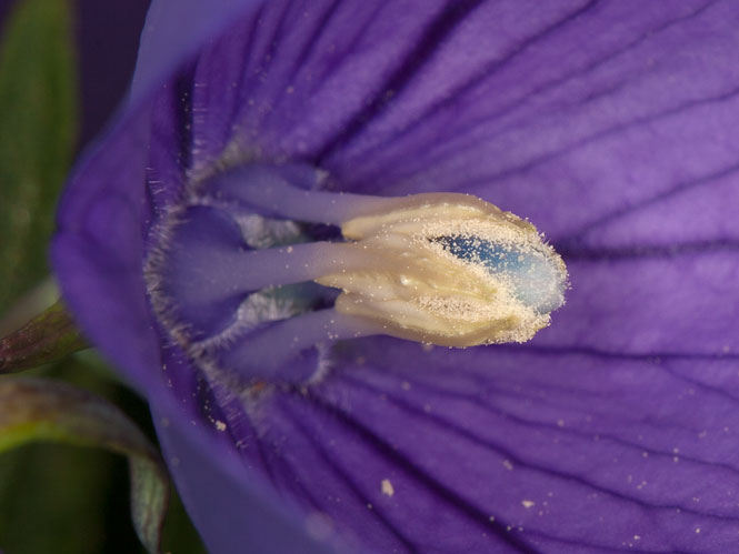 Platycodon grandiflorus flower