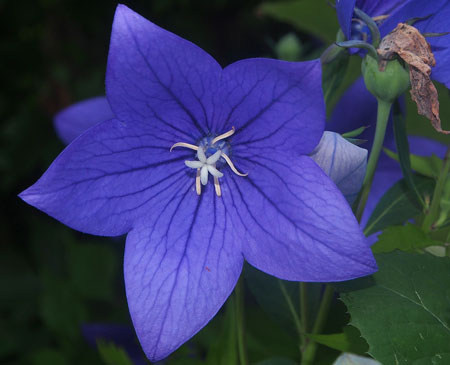 Platycodon grandiflorus