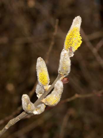 Salix caprea - Salweide