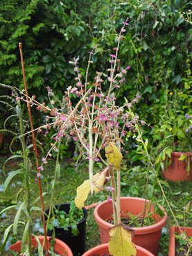 Salvia sclarea