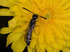 sapyga_clavicornis_crepis_18_0174