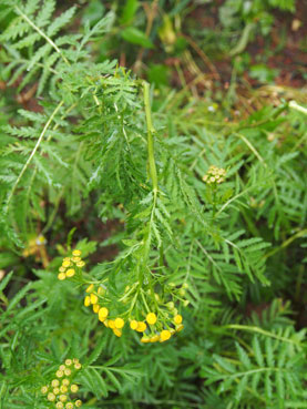 Tanacetum vulgare