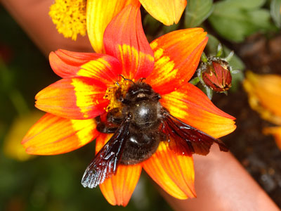 Megachile willughbiella