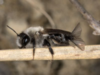 andrena_vaga_m_stylops_20_0037_fs