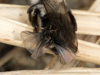 andrena_vaga_m_stylops_20_0049_fs