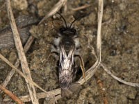 andrena_vaga_m_stylops_20_0052_fs