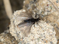 stylops_spec_20_0024_fs