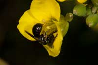 Ceratina_cucurbitina_2006_10151_fs
