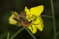 Colletes_hederae_2006_9906_fs