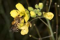 Colletes_hederae_20_2026_fs