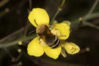 Colletes_hederae_20_2027_fs