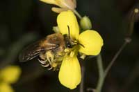 Colletes_hederae_20_2029_fs