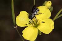 Epeolus_fallax_16_3930_fs
