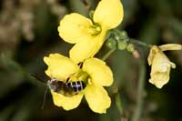Halictus_langobardicus_20_2015_fs