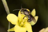 Lasioglossum_marginatum_16_3347_fs