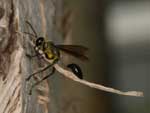 isodontia_mexicana_09A_6168_fs