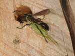 isodontia_mexicana_09A_6196_fs