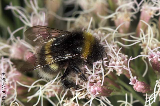 bombus_lucorum_gruppe_08_2041_fs.jpg