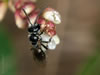 Lasioglossum marginellum - Männchen an Polygonum persicaria