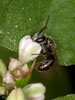 Lasioglossum marginellum - Männchen an Fallopia convolvulus